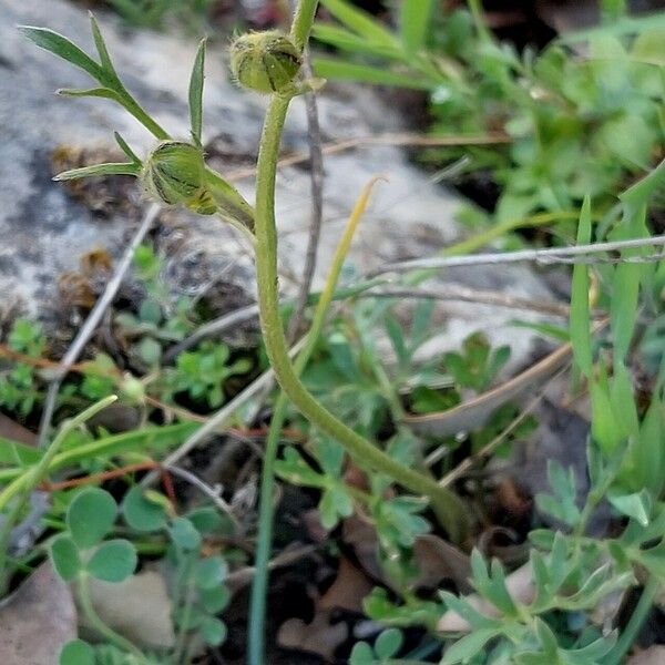 Ranunculus paludosus Kita