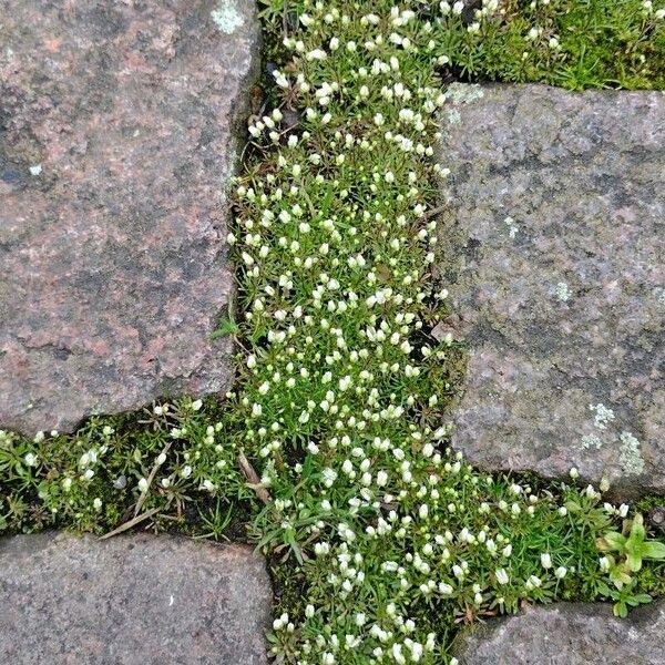 Draba verna Leaf