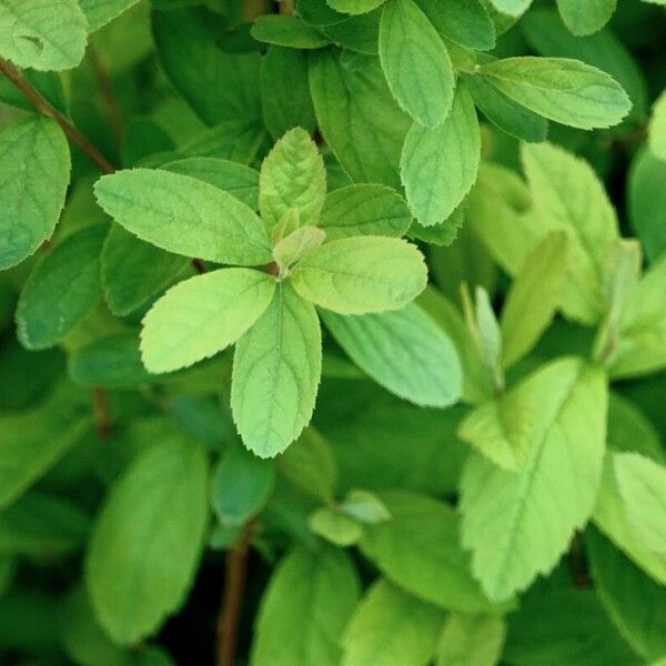 Spiraea douglasii ഇല