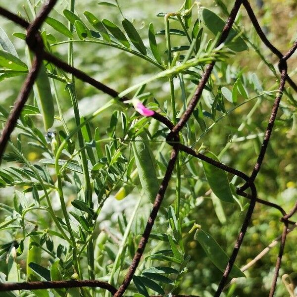 Vicia monantha Kita