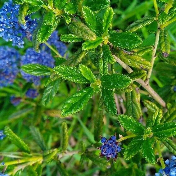 Ceanothus thyrsiflorus পাতা