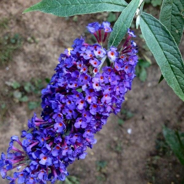 Buddleja davidii 花