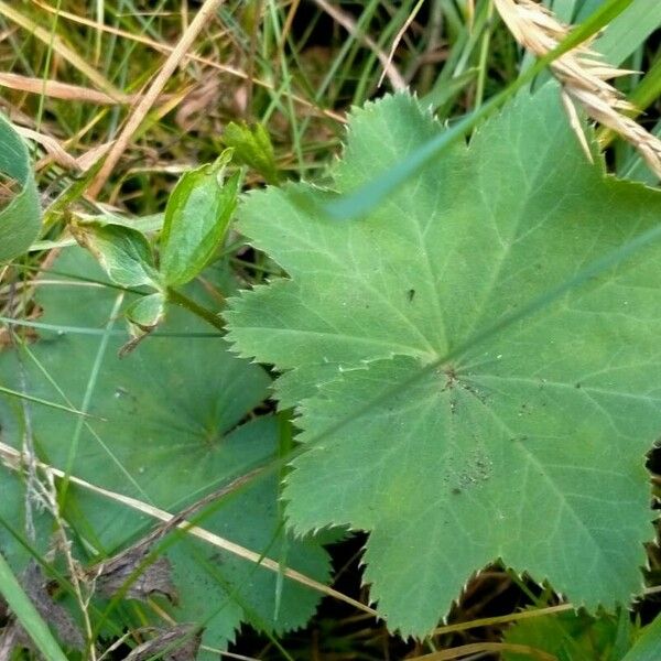 Alchemilla glabra Folla