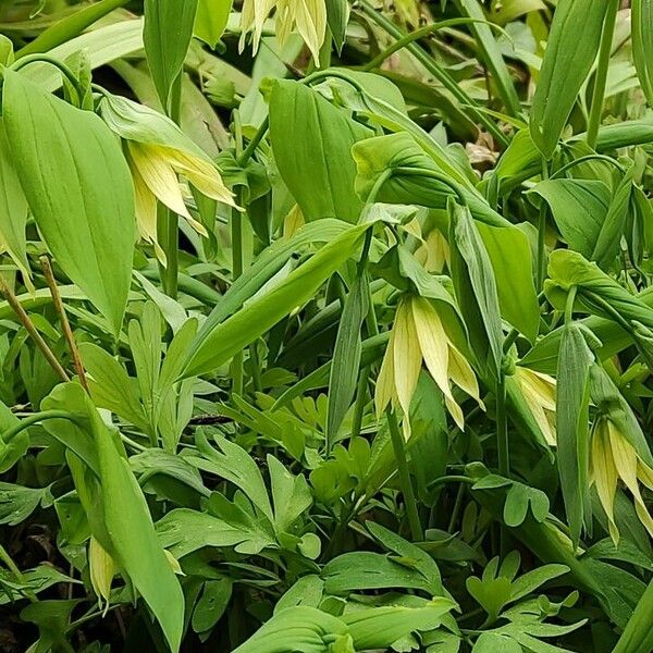 Uvularia grandiflora 整株植物