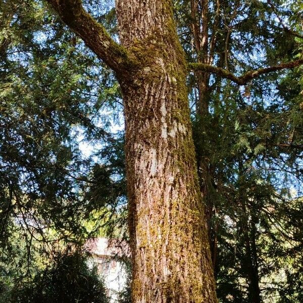 Juglans nigra Bark