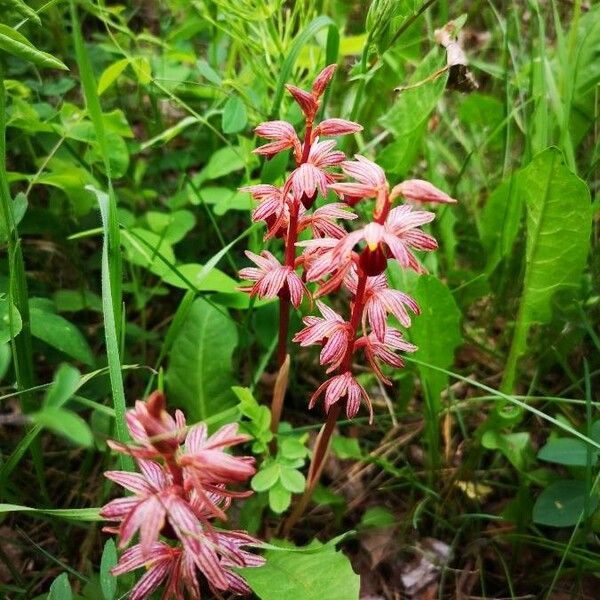 Corallorhiza striata Flower