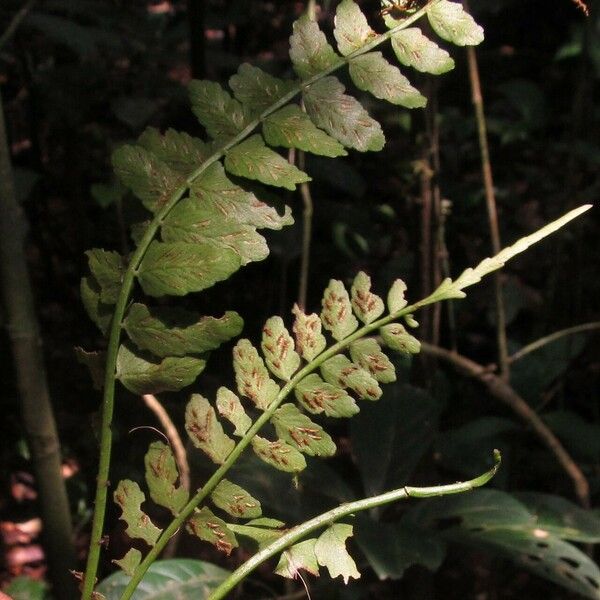 Asplenium barteri Ліст