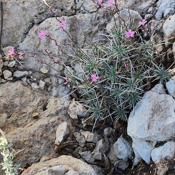 Acantholimon scorpius Habit