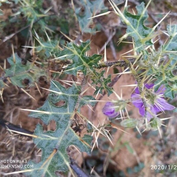 Solanum virginianum Habitat