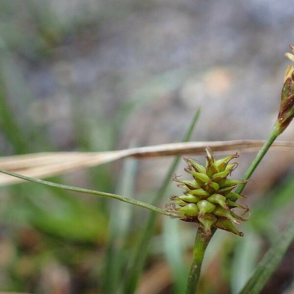 Carex oederi Fruit