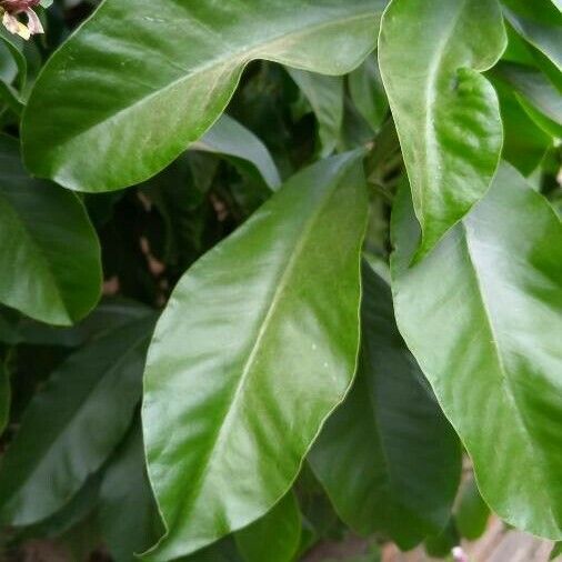 Pereskia grandifolia Leaf