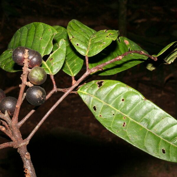 Protium tenuifolium Fruit