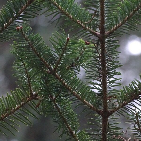 Abies homolepis Folha