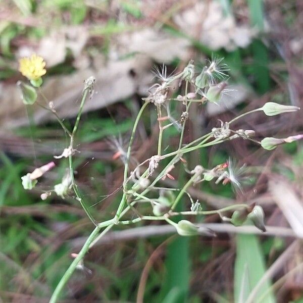 Youngia japonica Flower