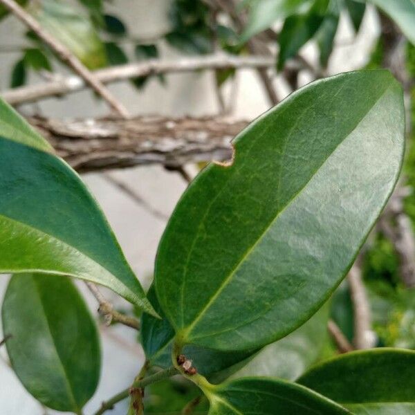 Jasminum laurifolium Fulla