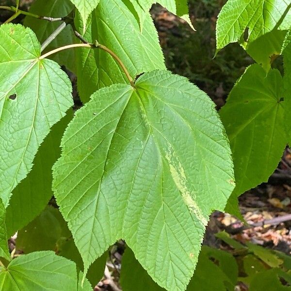 Acer pensylvanicum Ліст