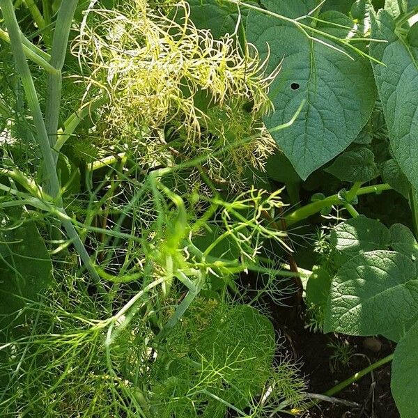 Foeniculum vulgare Hàbitat