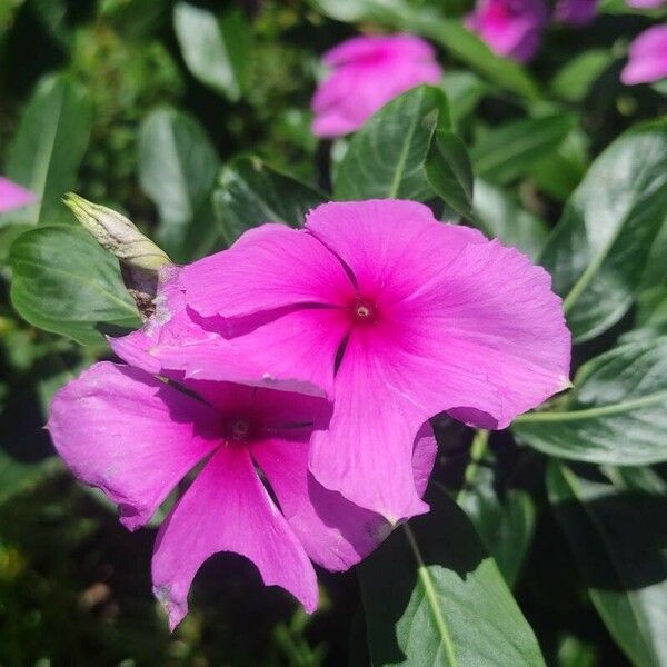 Catharanthus roseus Cvet