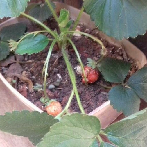 Fragaria vesca 果實