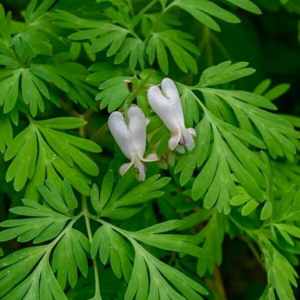 Dicentra canadensis Λουλούδι