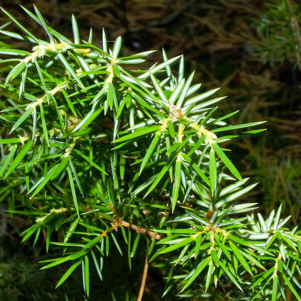 Juniperus rigida Leht