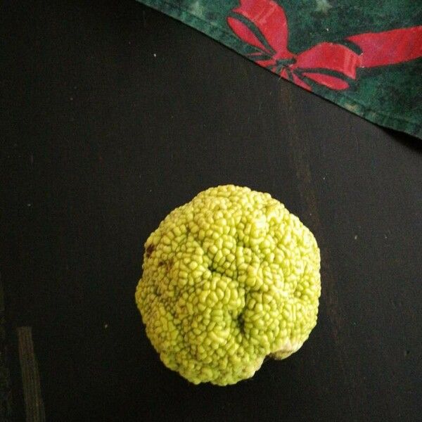 Maclura pomifera Fruit