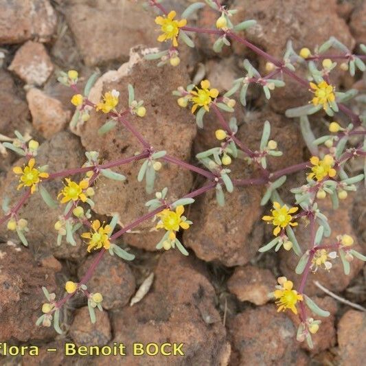 Zygophyllum simplex Habitus