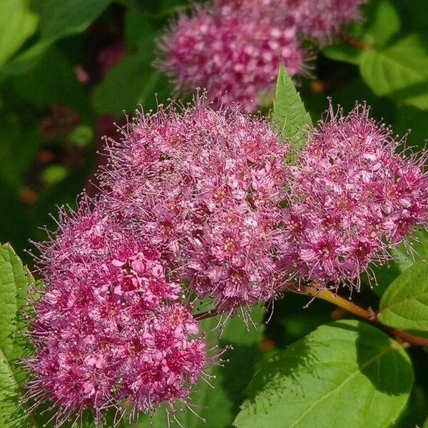 Spiraea japonica 花