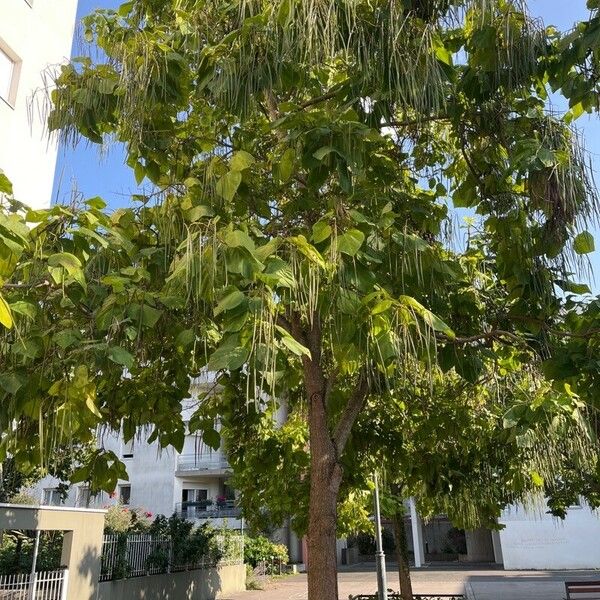 Catalpa ovata ᱥᱟᱠᱟᱢ