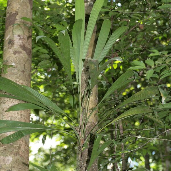 Evodianthus funifer Fuelha