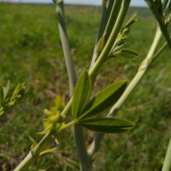 Baptisia alba Blad