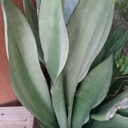 Agave shaferi Листок