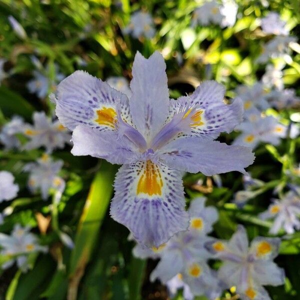 Iris japonica Flower