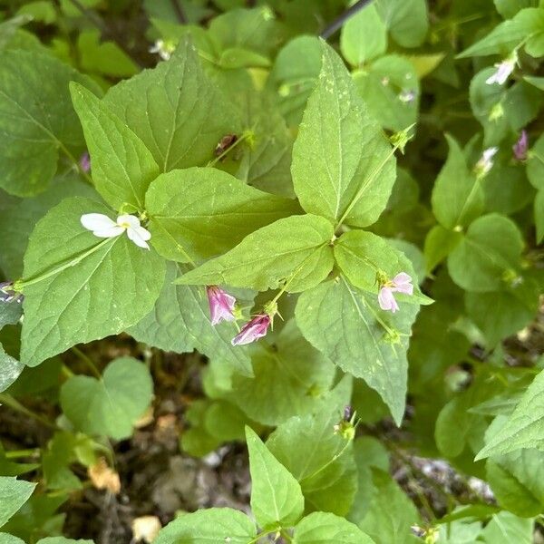 Viola canadensis ഇല