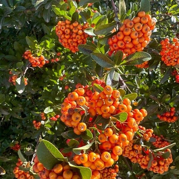 Pyracantha crenulata Fruit