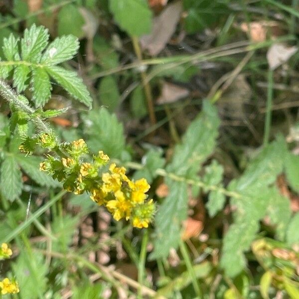 Agrimonia eupatoria Žiedas