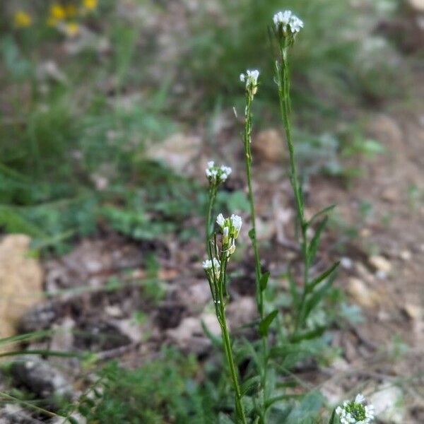 Arabis hirsuta Flor