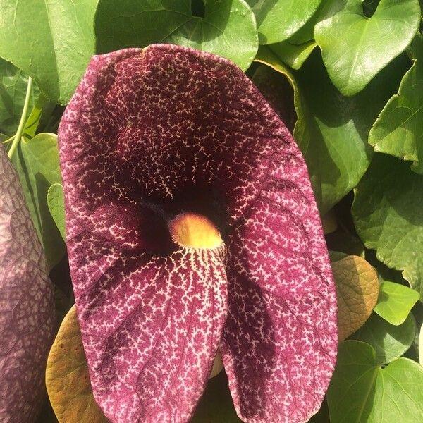 Aristolochia littoralis Цветок