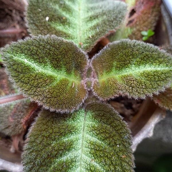 Episcia cupreata 葉