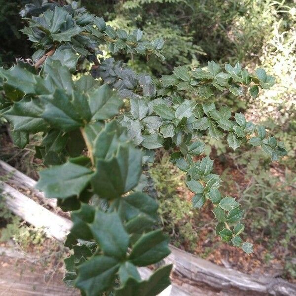 Berberis darwinii Blad