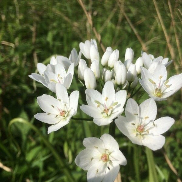 Allium neapolitanum Blodyn