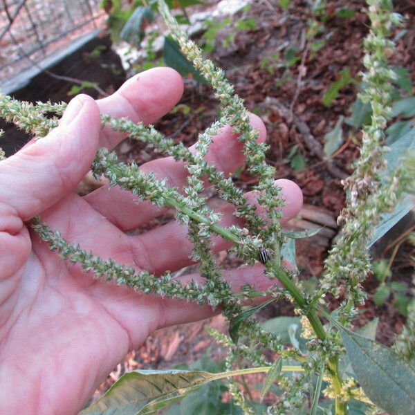 Amaranthus palmeri Floare