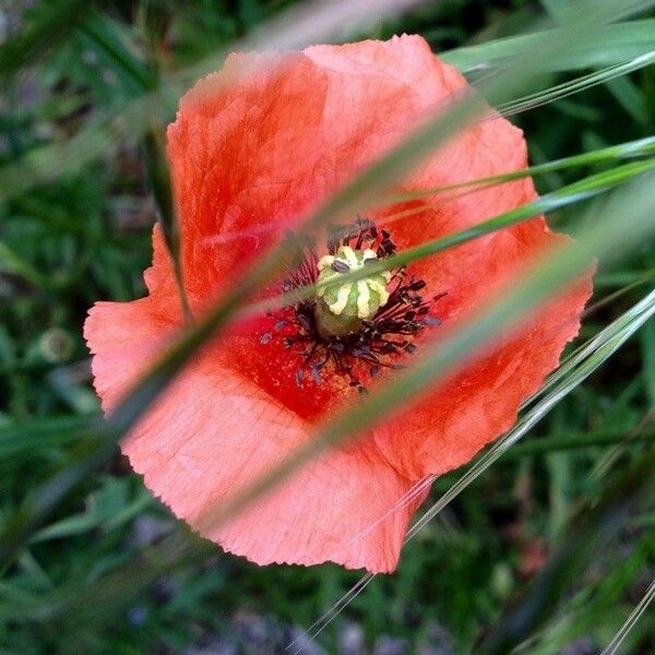 Papaver dubium Flor