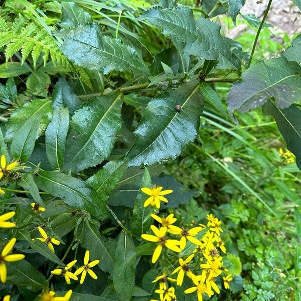 Senecio nemorensis Ліст