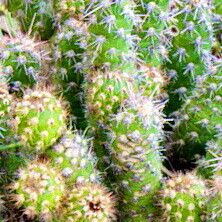 Austrocylindropuntia vestita Leaf