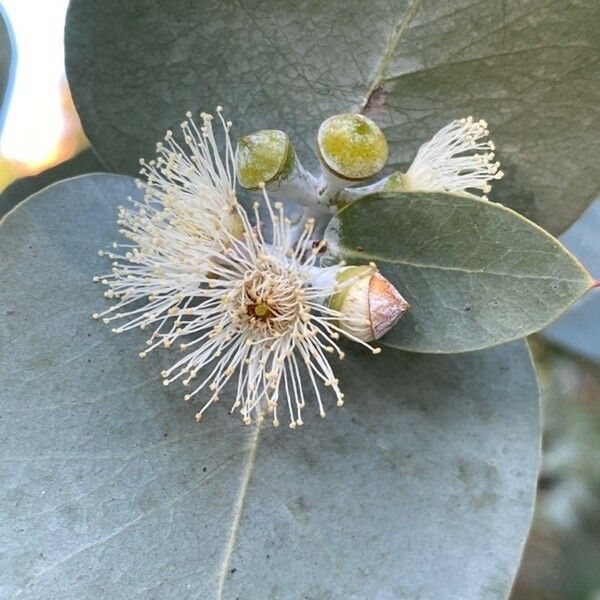 Eucalyptus cinerea Flower