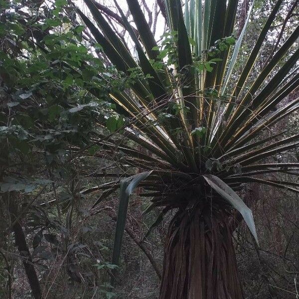 Agave sisalana Habit