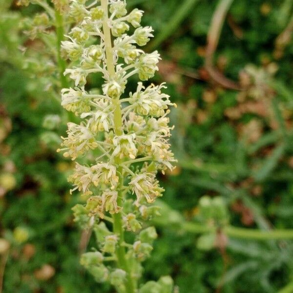 Reseda lutea 叶