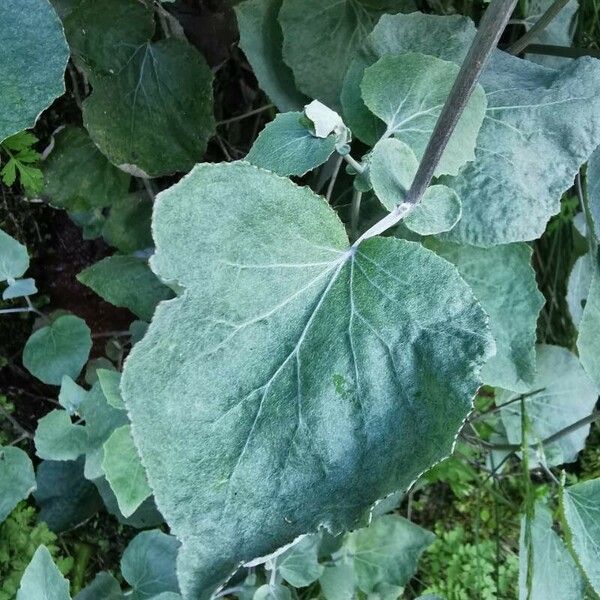 Pericallis aurita Leaf