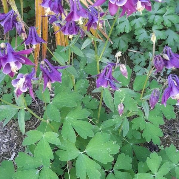 Aquilegia formosa 形态